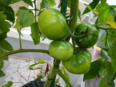 大玉・中玉トマト、ぜいたくトマトに寒冷紗やフルティカを定植など