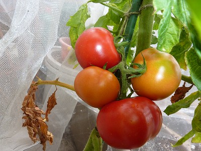 大玉トマト「ぜいたくトマト」を初収穫！