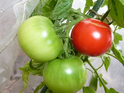 大玉トマト「ぜいたくトマト」を初収穫！