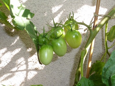 ぜいたくトマト、3つ収穫！