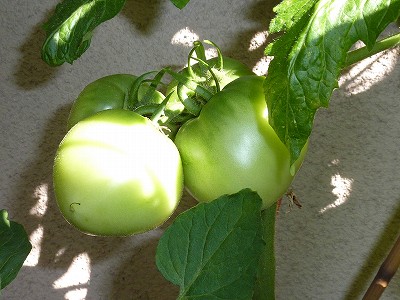 ぜいたくトマト、3つ収穫！
